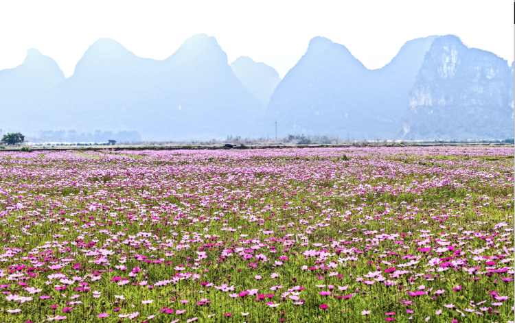 桂林临桂区：冬闲田变身格桑花海 农文旅融合促乡村振兴_fororder_截屏2026-01-19 10.34.13