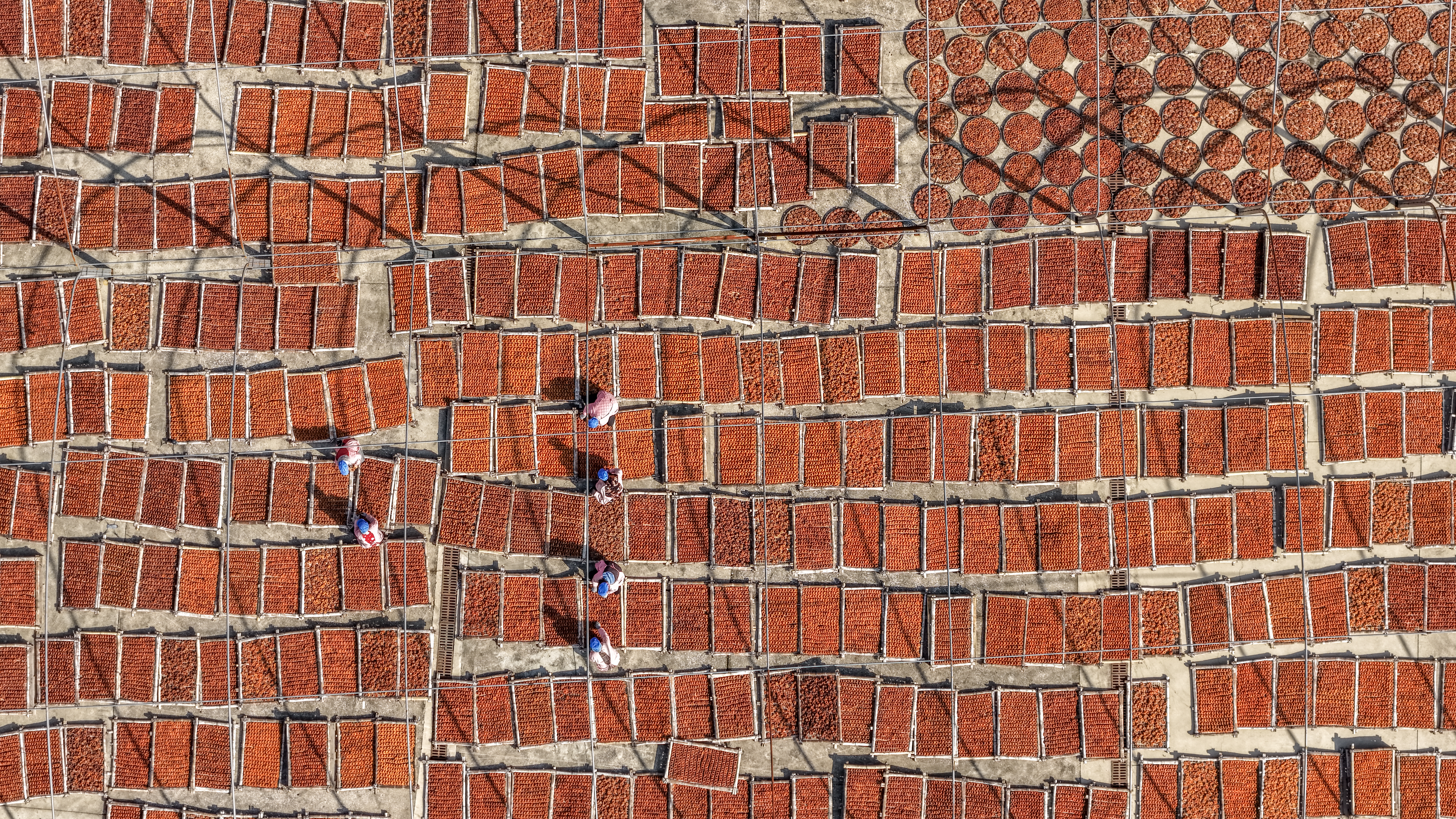 广西平乐：柿红景美产业兴