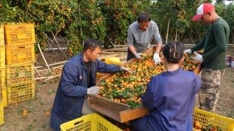 广西兴业县蒲塘北寮岭火出圈的“小镇密码”