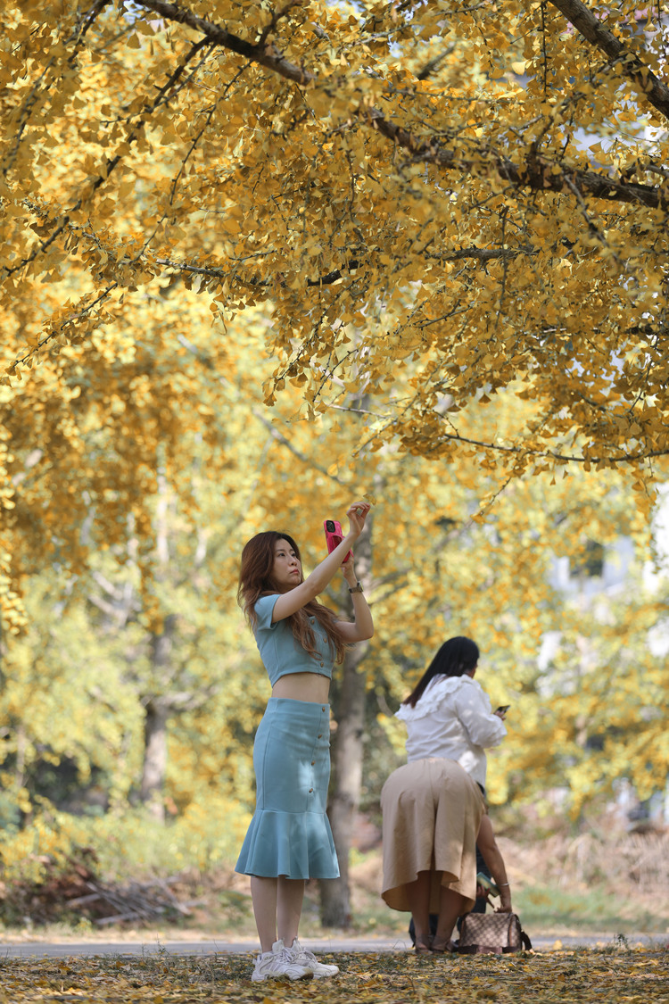 广西灵川：万株银杏披“金装” 乡村美景引客来