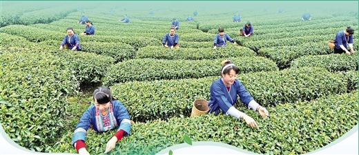 千年桂茶 万里新程——以茶为媒的国际对话