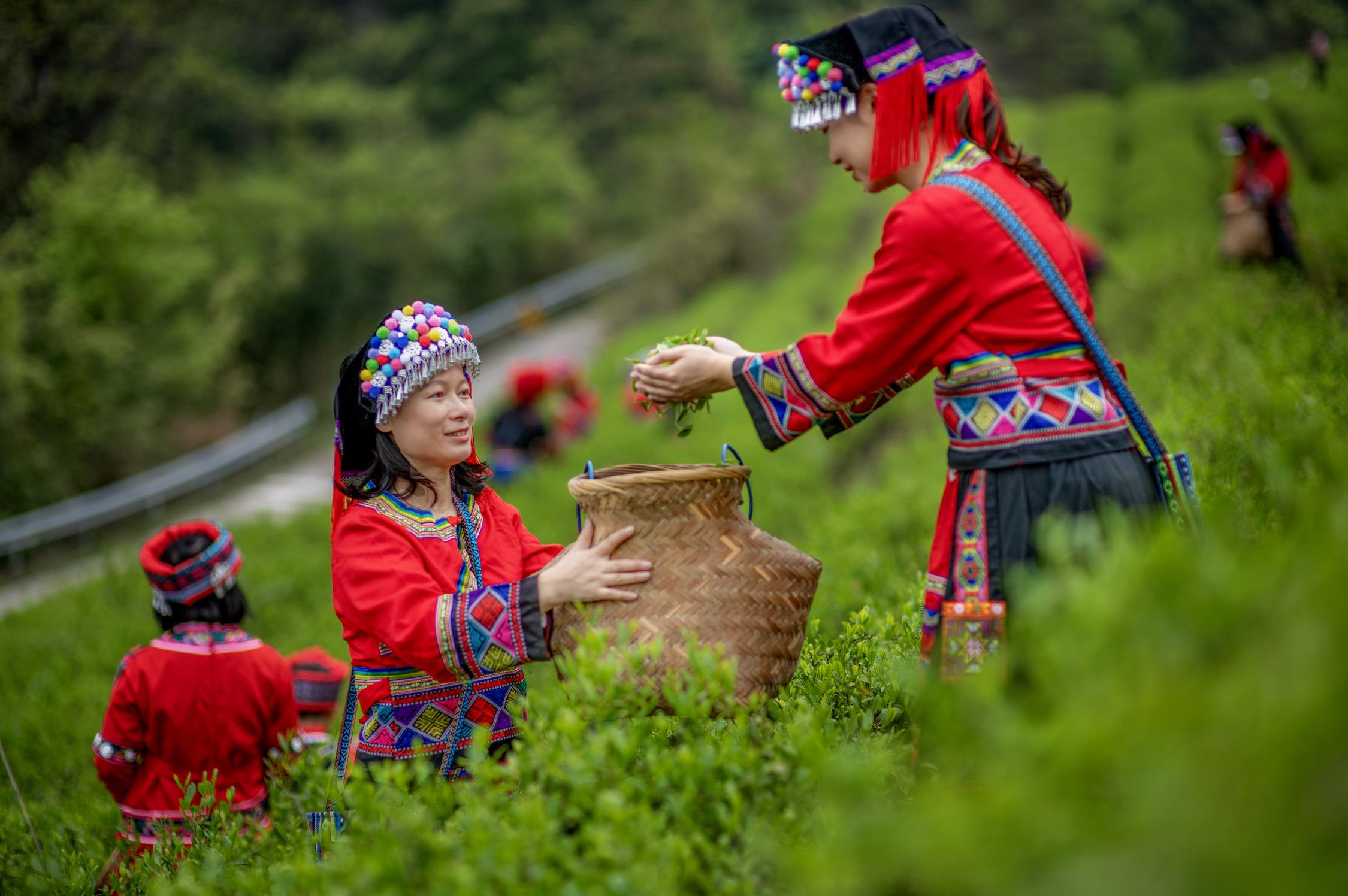 桂林灵川：茶山春醒时 瑶乡采茶忙_fororder_2