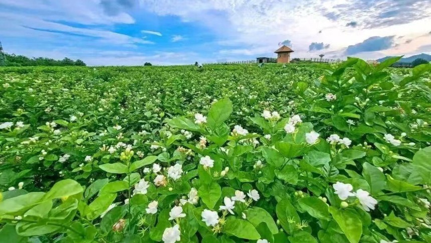 广西将首次以省级展团形式参展 向全球客商推介“桂字号”优品