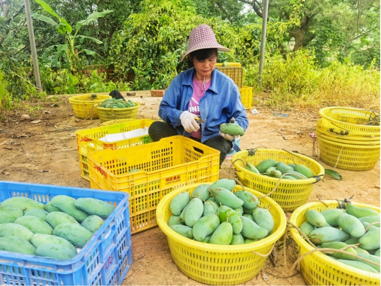 广西田东：芒果迎丰收 “甜蜜产业”助力乡村振兴_fororder_2