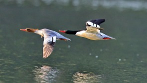 桂林灵川：“鸟中大熊猫”中华秋沙鸭现身青狮潭