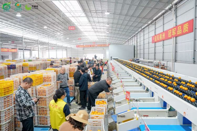 广西举办秋冬水果产销对接活动 全国百余名采购商实地考察“桂果”产地_fororder_3