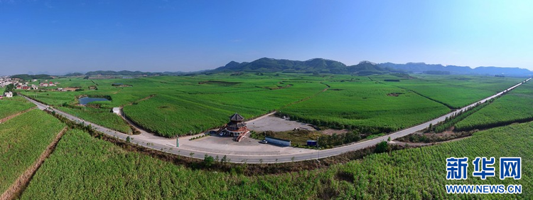 来宾糖业绽放甜蜜之花