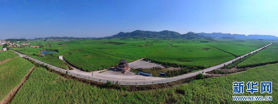 来宾糖业绽放甜蜜之花