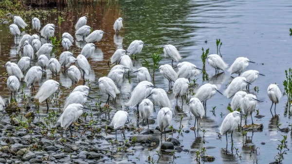 桂林山水白鹭飞 生态美景入画来