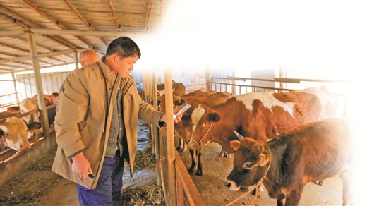 “牛脸识别”刷新肉牛全产业链_fororder_9097699_cenhr_1766564962294_b