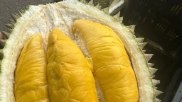 开启“榴莲狂欢”！中马榴莲日暨第一届马来西亚榴莲节将登陆南宁
