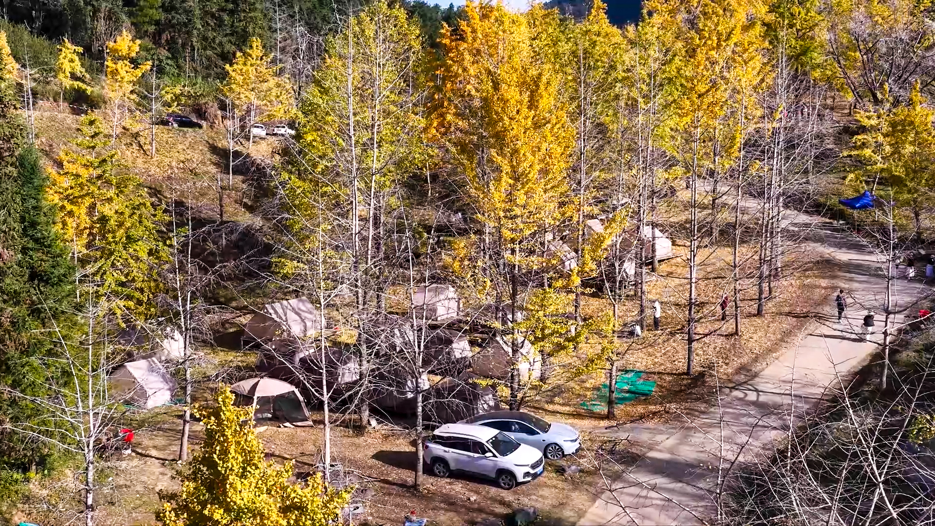 桂林灵川：百万株银杏“披金”引客来_fororder_5