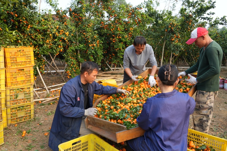 广西兴业县蒲塘北寮岭火出圈的“小镇密码”_fororder_图4