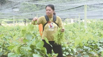 大新龙须菜，新鲜直发！