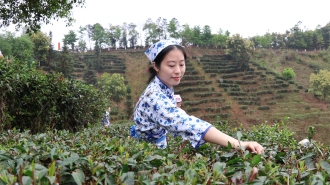 广西苍梧县举办六堡茶开茶节 17项活动解锁茶乡新玩法
