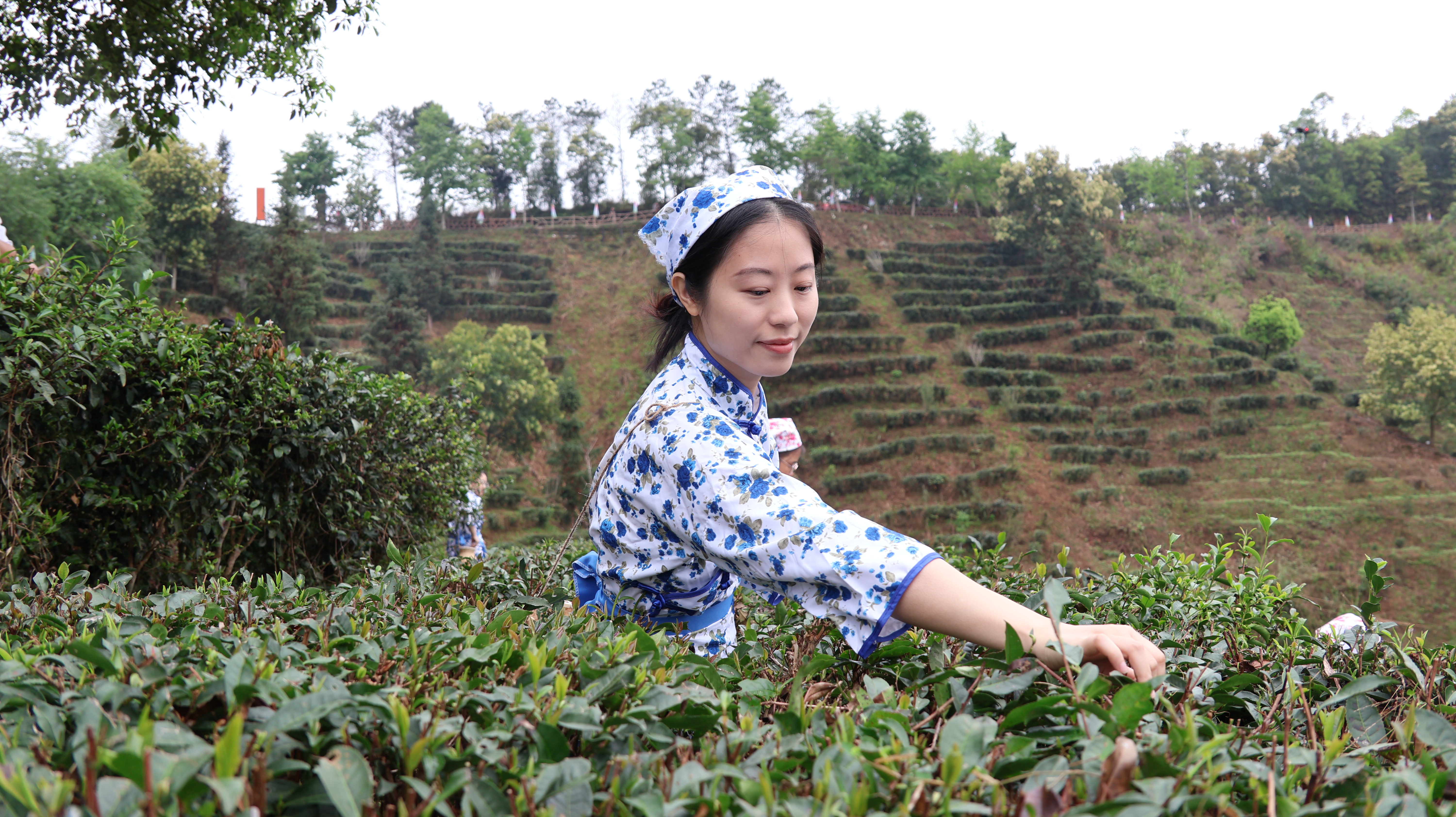 广西苍梧县举办六堡茶开茶节 17项活动解锁茶乡新玩法_fororder_4