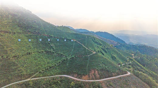 一叶“岭南绿”化作“兴业牌”