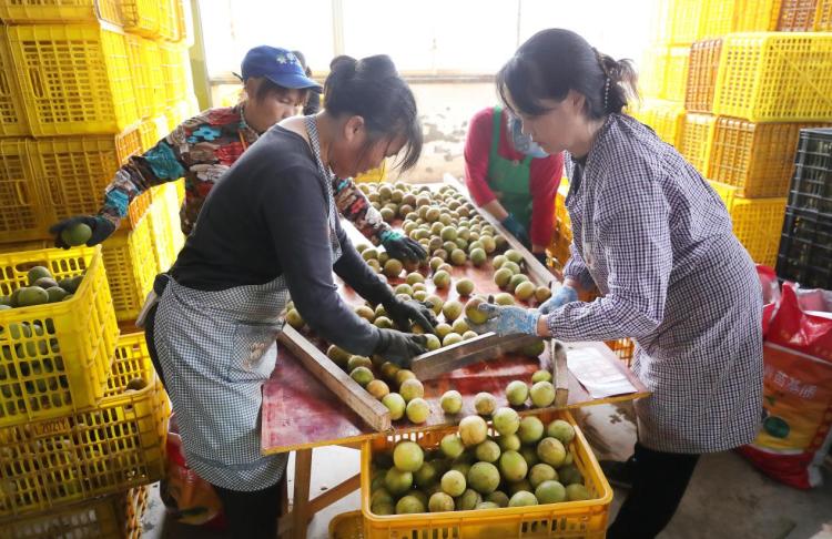 农行金融全链支持永福罗汉果行销海外_fororder_2