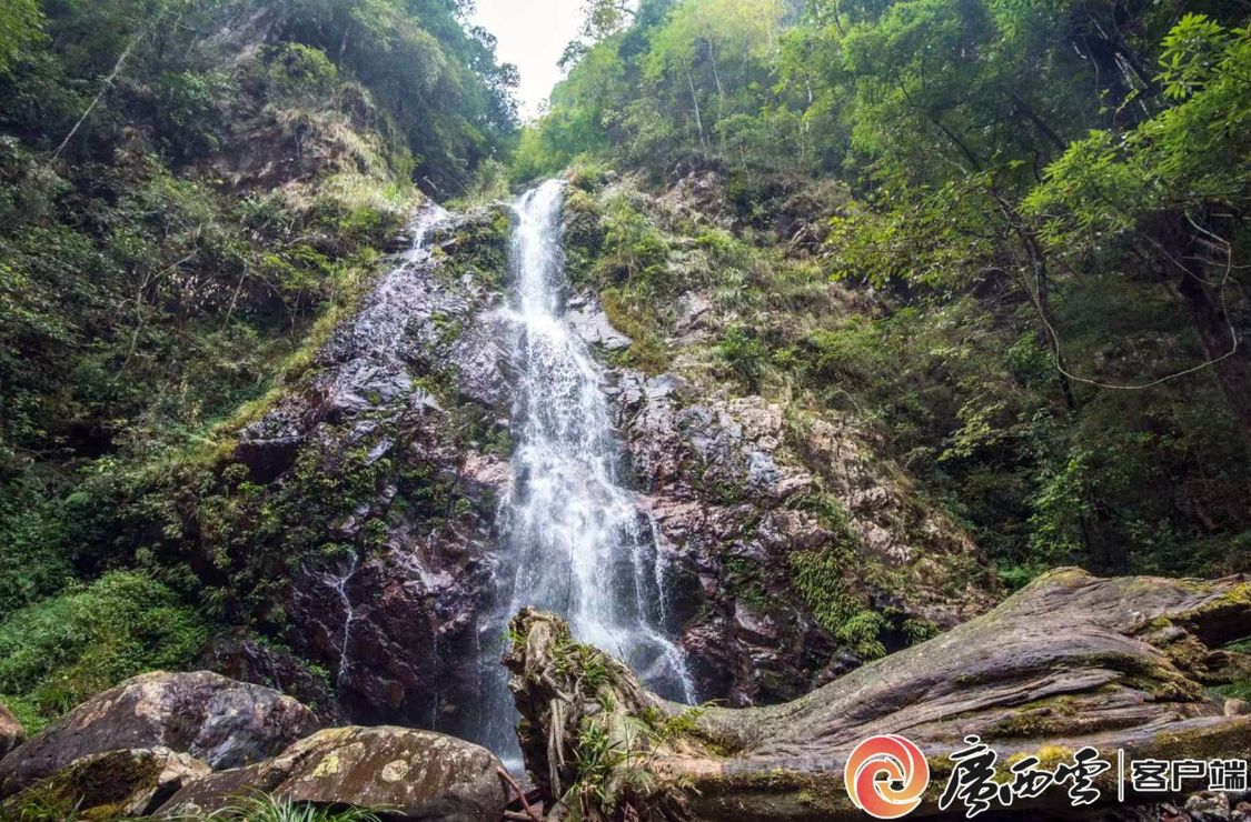 广西地市级首个！滑水冲自然保护区喜提自然资源“户口本”