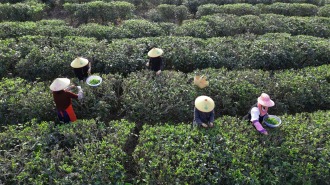 广西兴业：春茶抢“鲜”开采