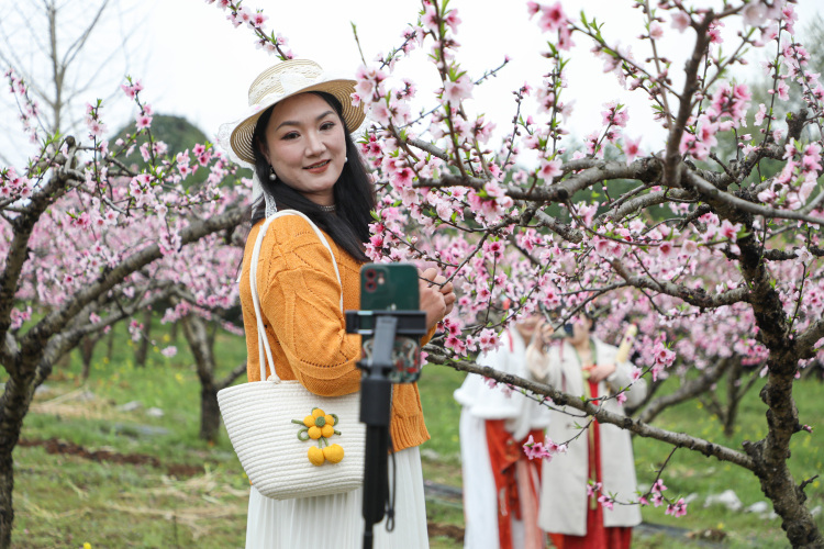 广西灵川：万亩桃花绽放 绘就春日画卷_fororder_3