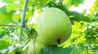 香芋冬瓜喜丰收