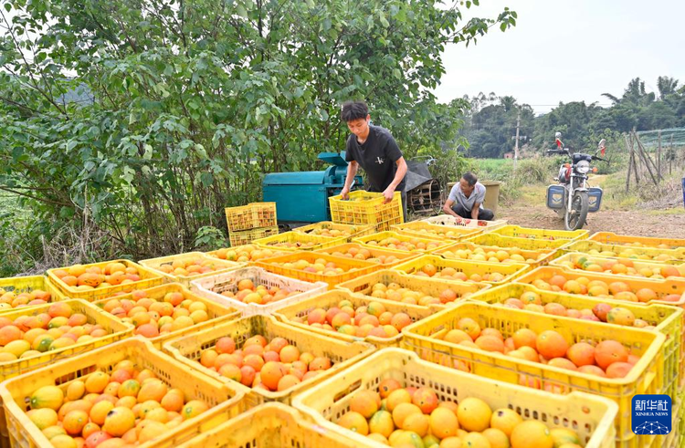 广西鹿寨：发展中药材产业 促进村民增收