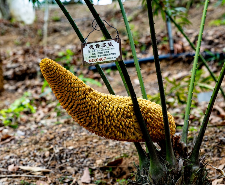 广西百色：“植物大熊猫”德保苏铁迎来盛花期_fororder_微信图片_20250428212907
