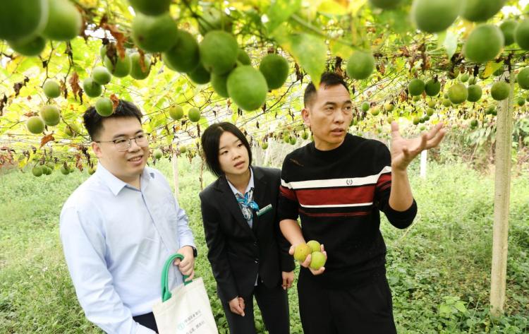 农行金融全链支持永福罗汉果行销海外_fororder_1