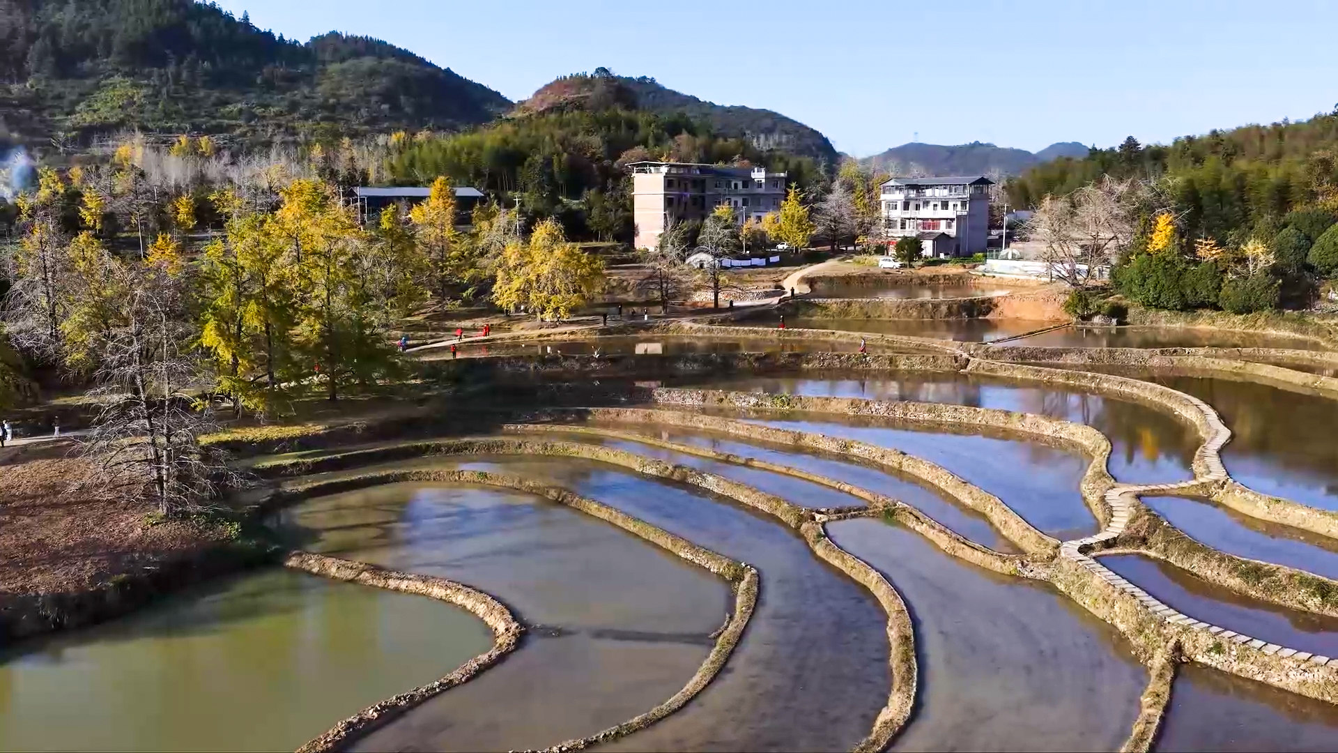 桂林灵川：百万株银杏“披金”引客来_fororder_2