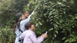 广西已建成林草种质资源库41处 拥有全国最大的桉树基因库