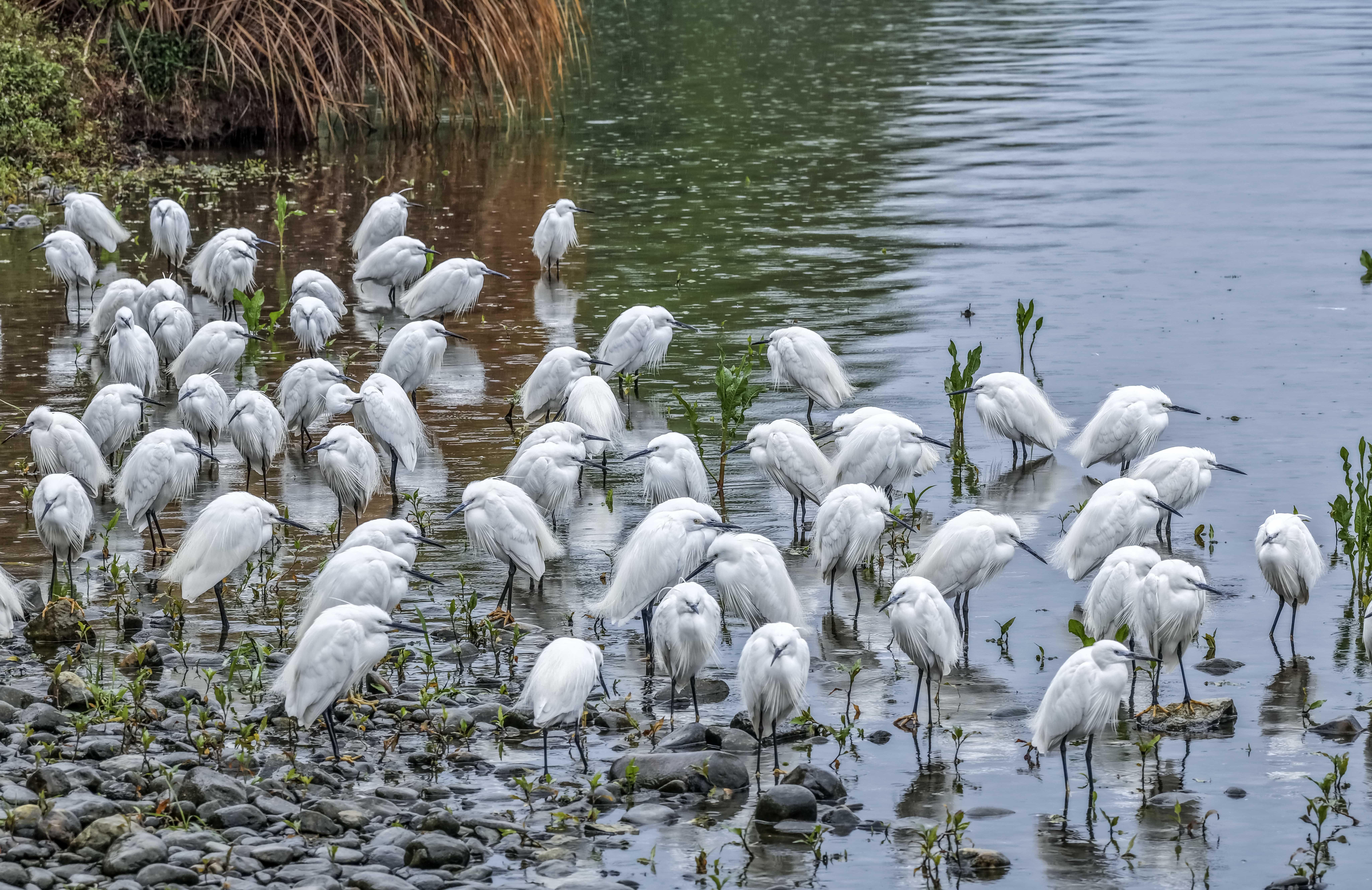 桂林山水白鹭飞 生态美景入画来_fororder_2