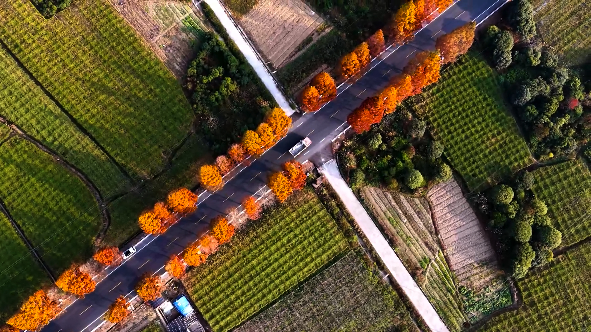 桂林临桂区：水杉着“红妆”扮靓公路_fororder_3