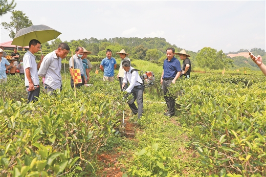 梧州苍梧：文旅共融 茶韵悠长