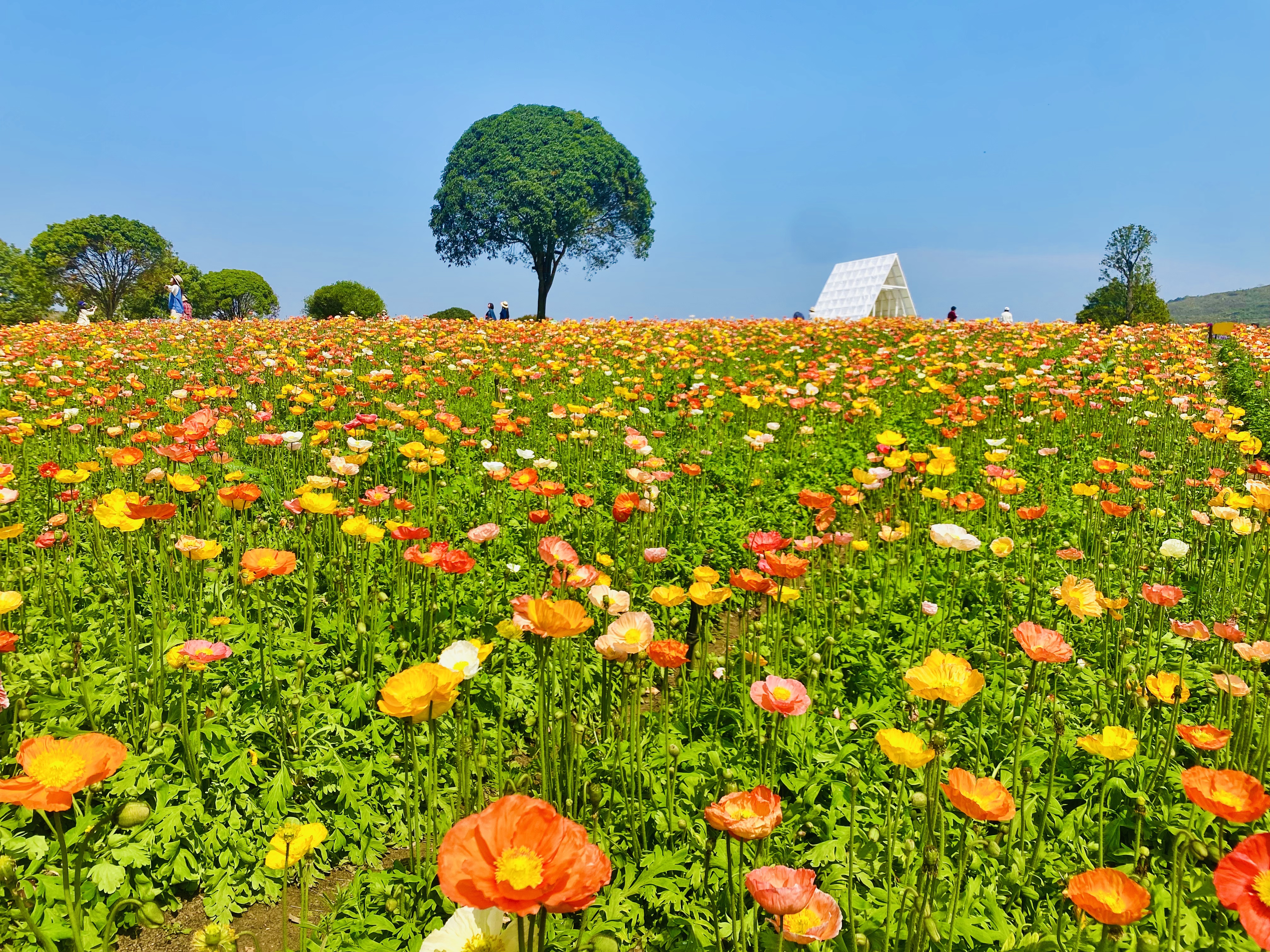 桂林市七星区春日花海引客来_fororder_1