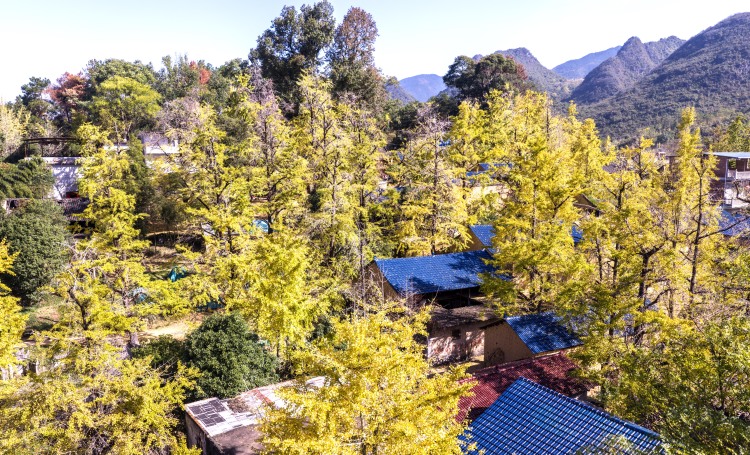 桂林灵川：百万株银杏“披金”引客来_fororder_6