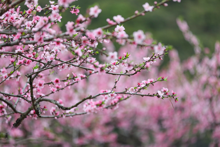 广西灵川：万亩桃花绽放 绘就春日画卷_fororder_4