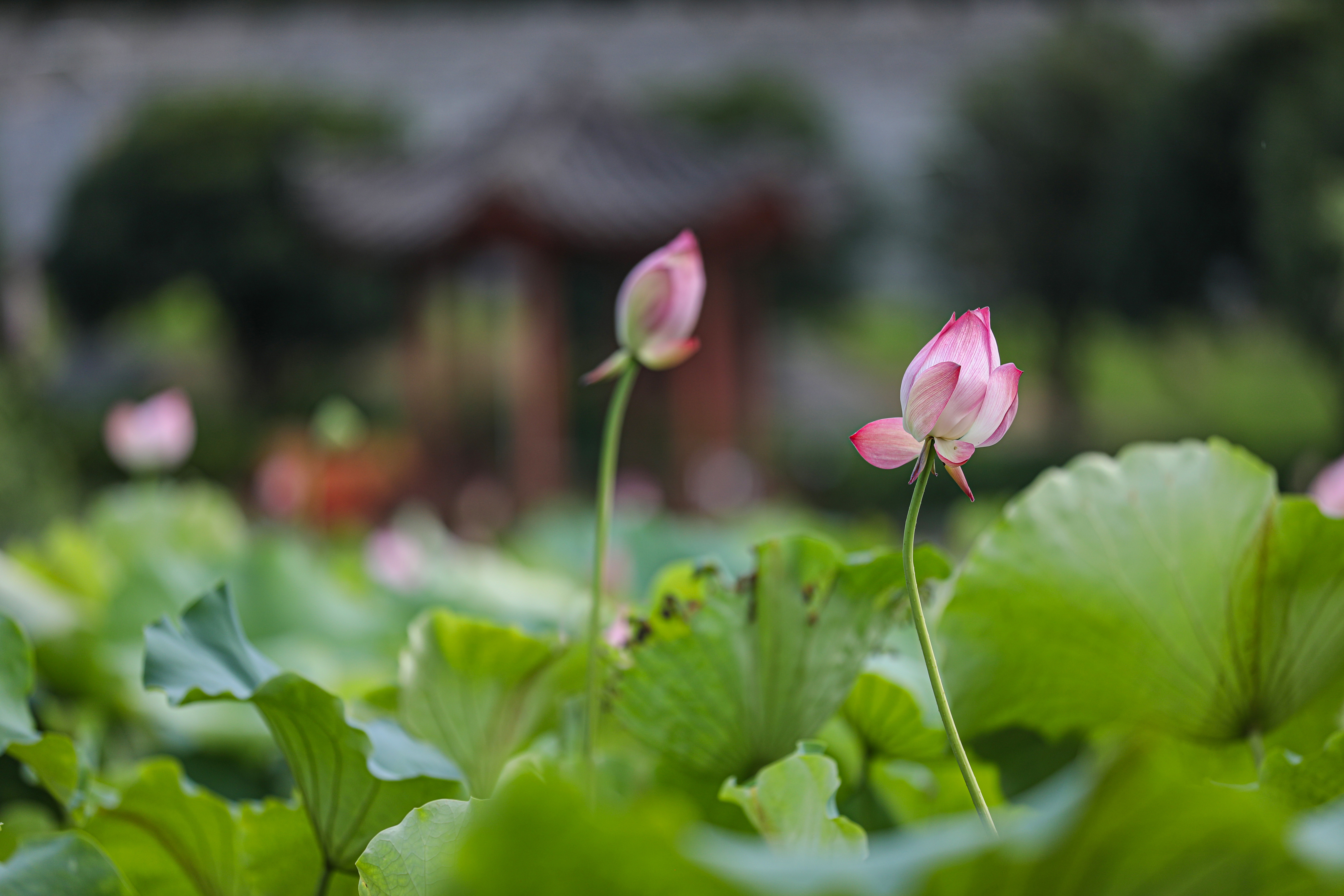 桂林灵川：夏日荷韵引客来 满池芬芳醉游人_fororder_3