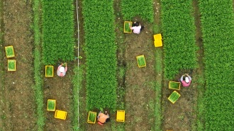 广西兴业县:万亩冬菜抢“鲜”上市  “冬闲田”变“增收田”