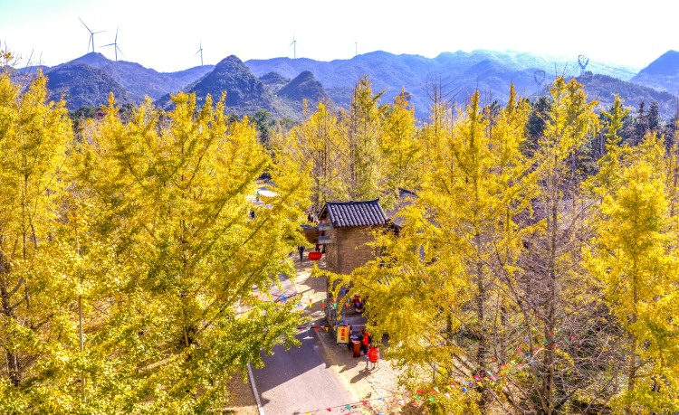 桂林灵川：百万株银杏“披金”引客来_fororder_1