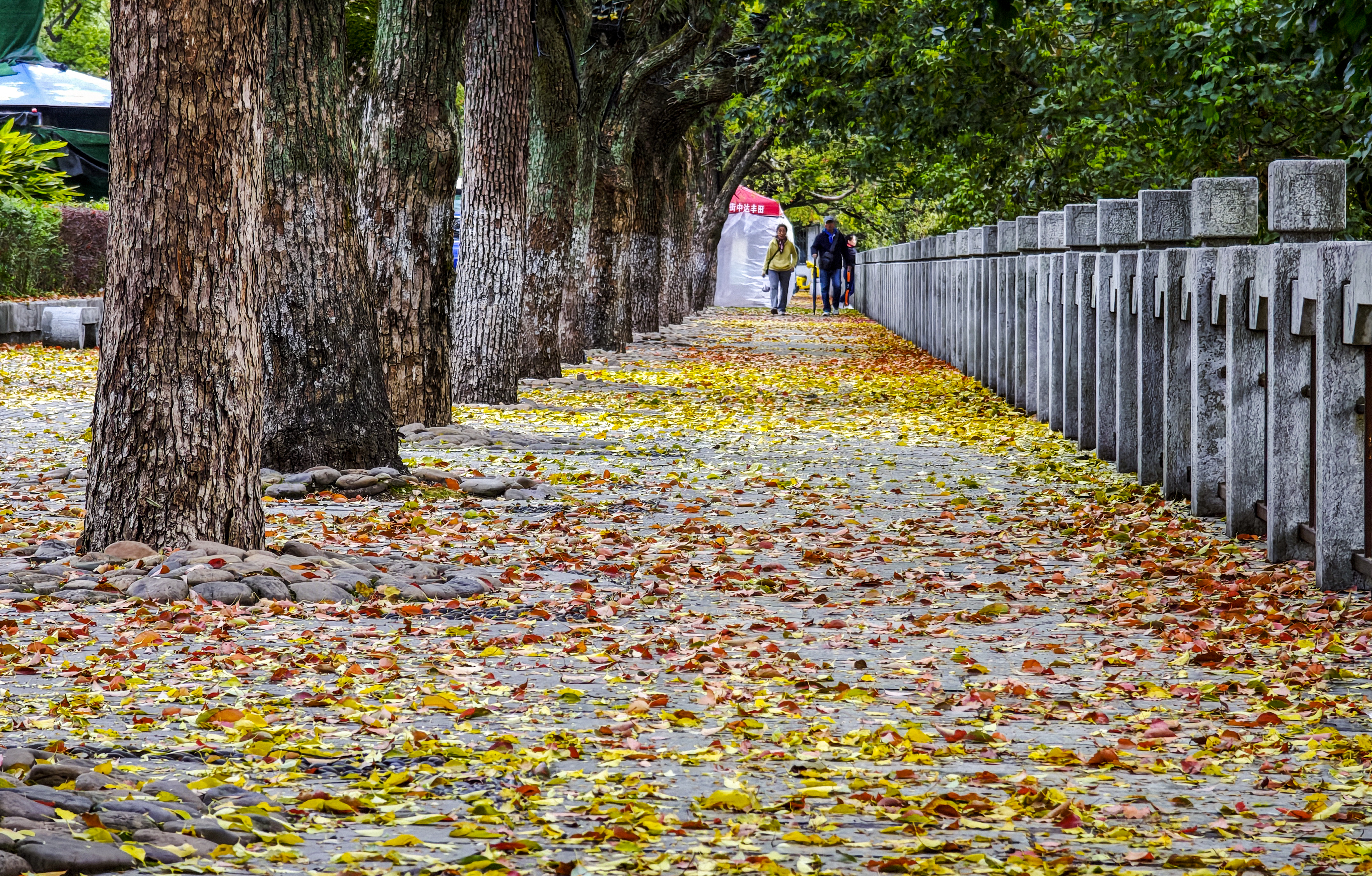 桂林：缤纷“落叶毯”引游人醉赏_fororder_4