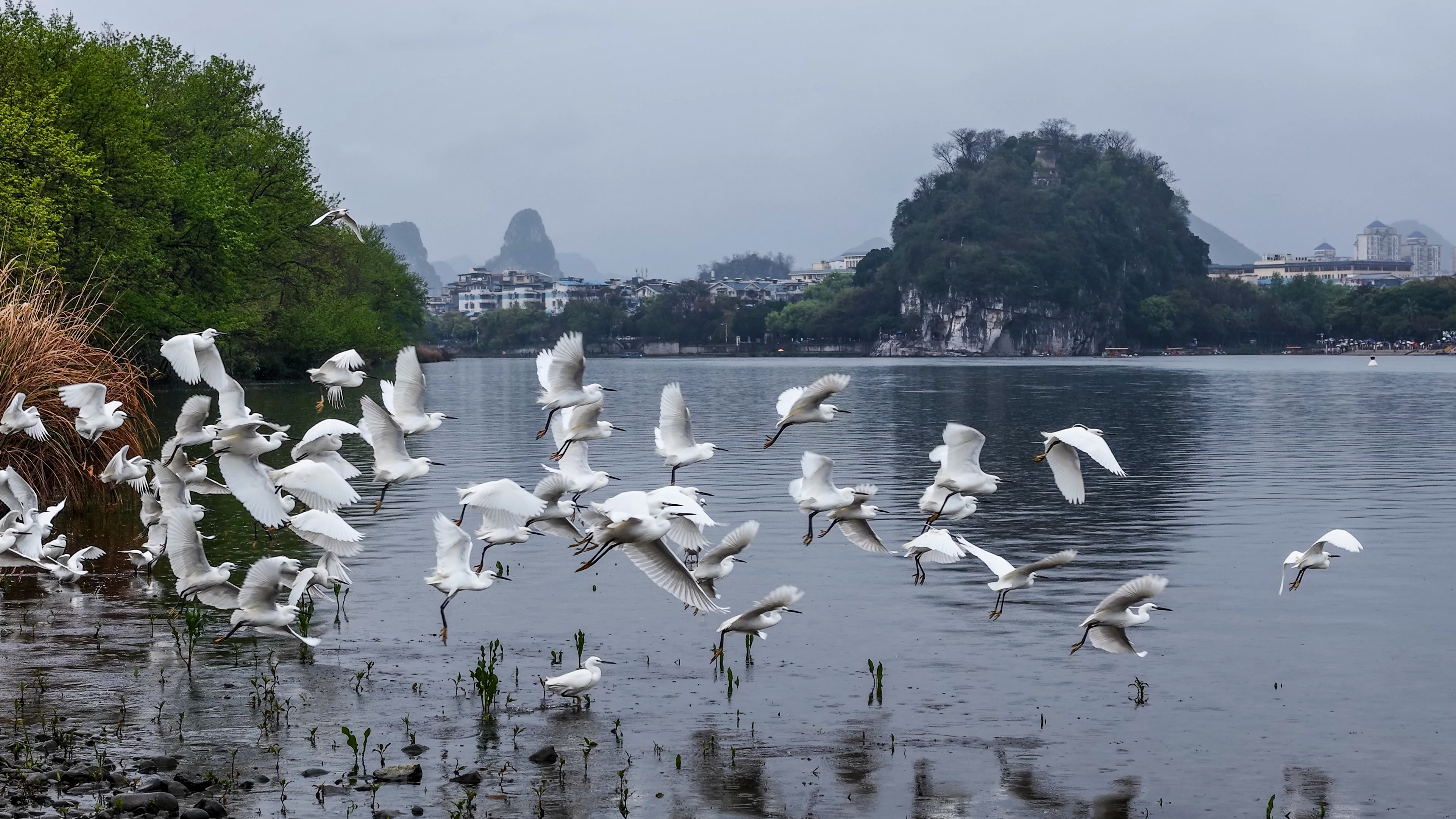 桂林山水白鹭飞 生态美景入画来_fororder_4