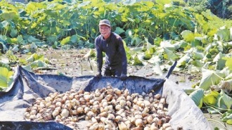 万亩荷田破晓抢鲜