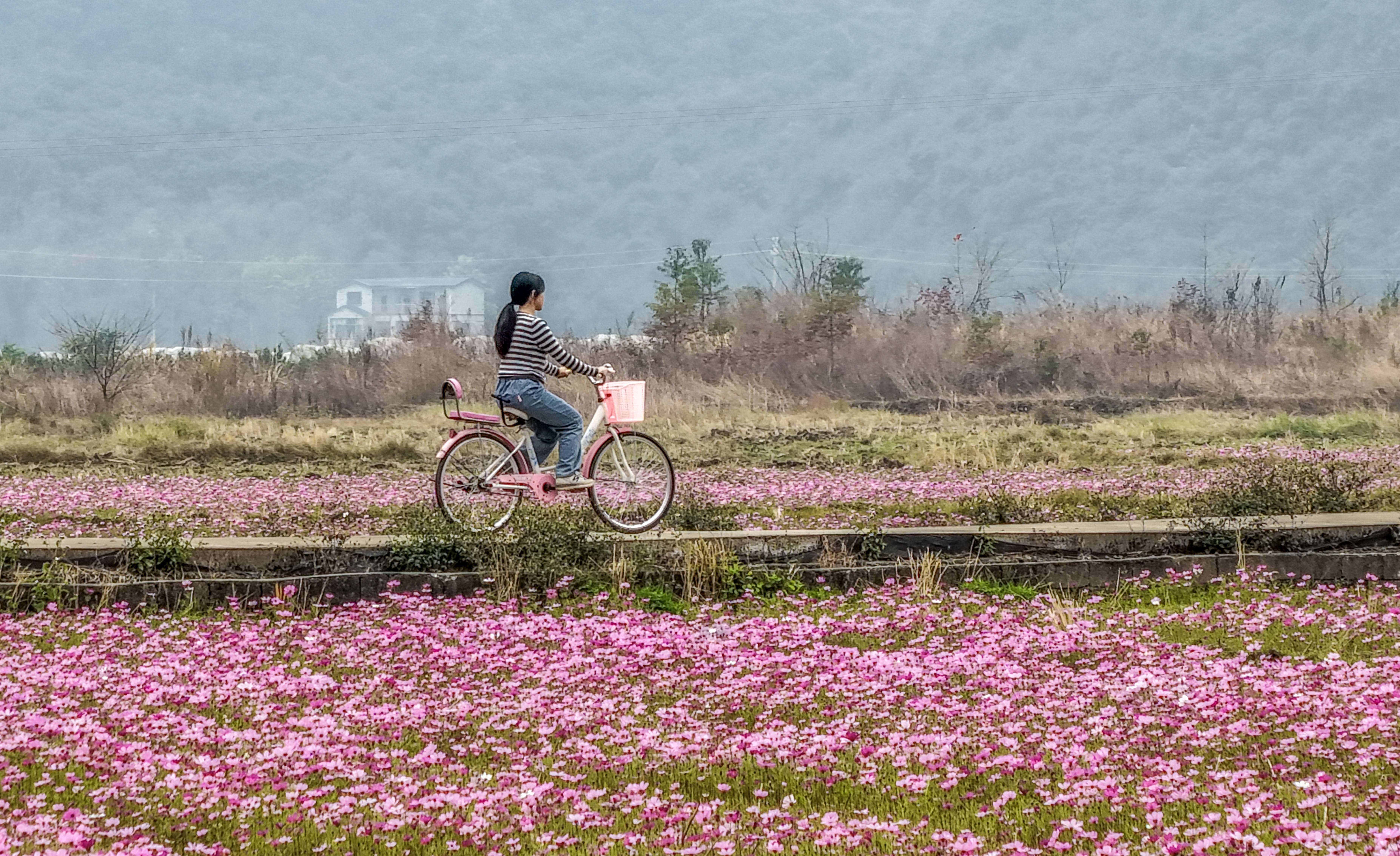 桂林临桂区：冬闲田变身格桑花海 农文旅融合促乡村振兴_fororder_3