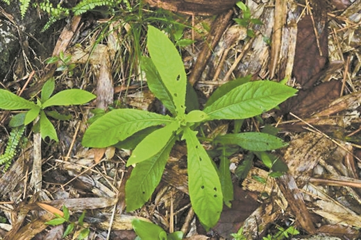 广西发现植物新种——岩生艾纳香
