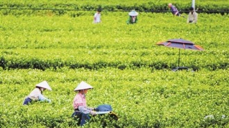 茉莉花采收忙