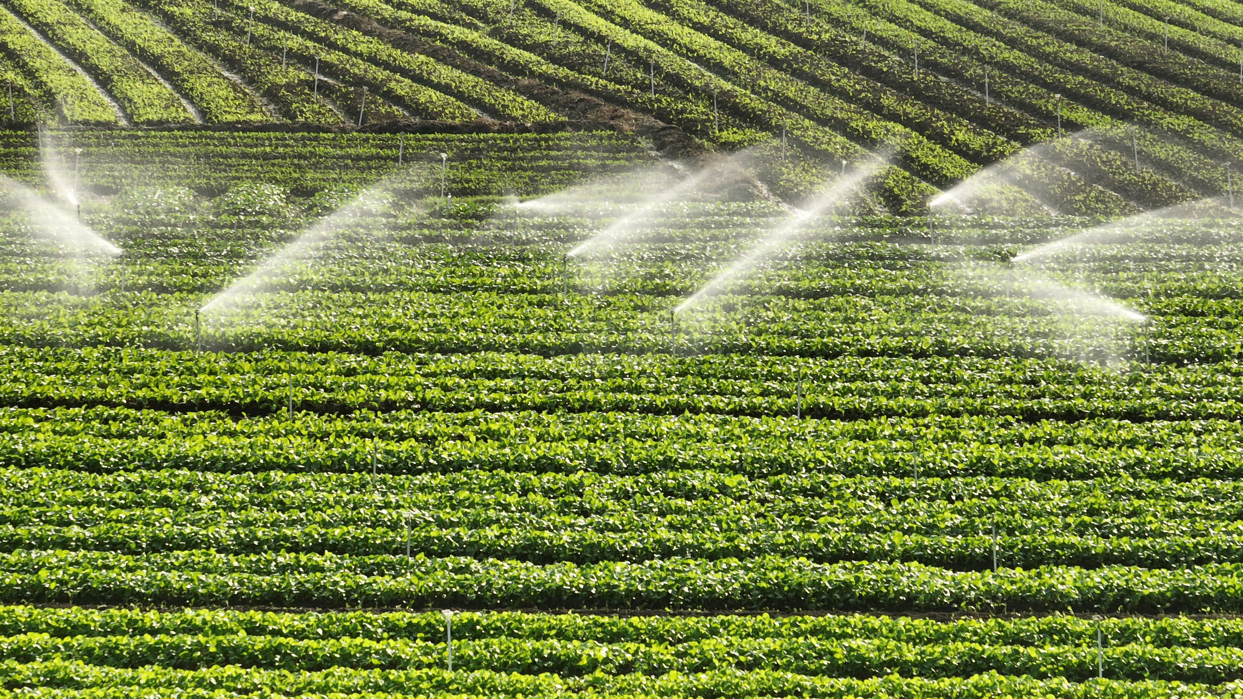 广西兴业县:万亩冬菜抢“鲜”上市  “冬闲田”变“增收田”_fororder_图五：在兴业县百嘉农业生态合作社的种植基地，水肥一体化喷灌系统正在精准作业（宁诗琪摄） (2).JPG