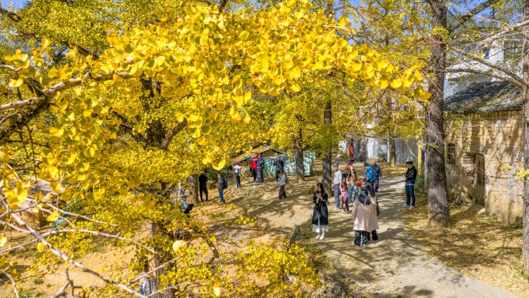 桂林灵川：百万株银杏“披金”引客来_fororder_3