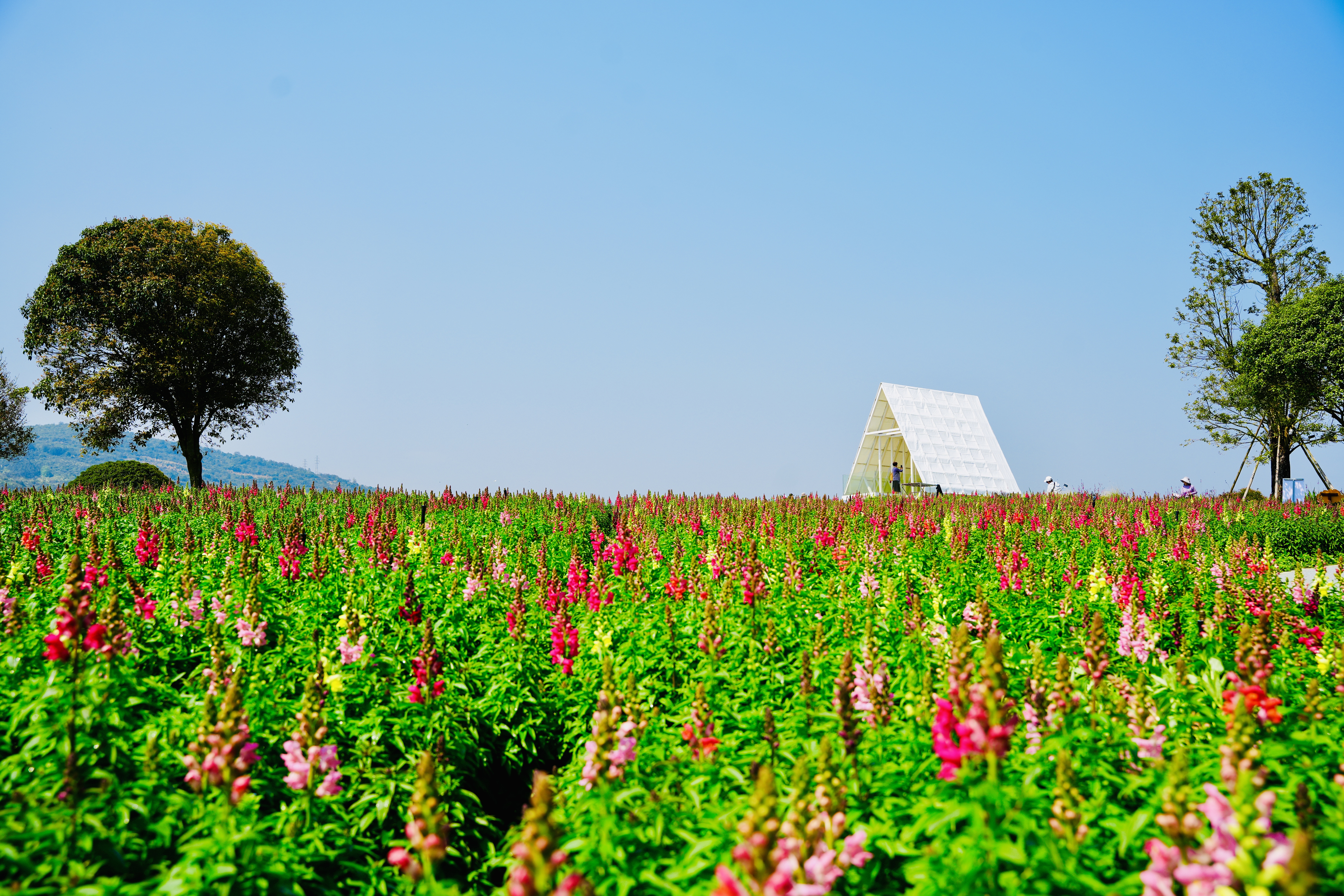 桂林市七星区春日花海引客来_fororder_2