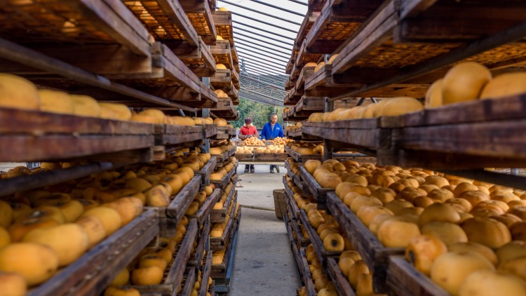 广西平乐：柿红景美产业兴_fororder_3